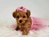 TOOY POODLE YAVRUMUZ 0 TEACUP 