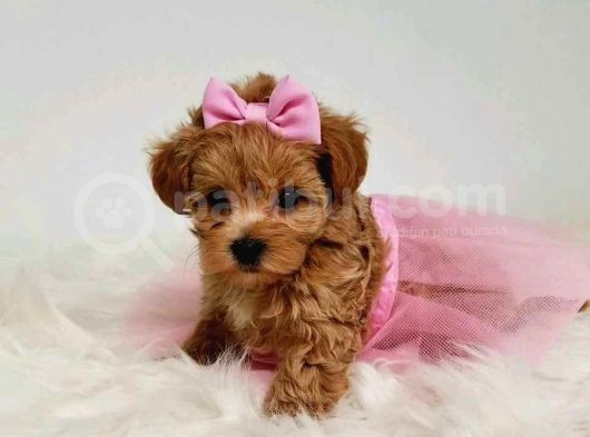 Tooy Poodle Yavrumuz 0 Teacup 