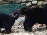 Koca Kafa Rottwei̇ler Yavrular