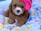 TOOY POODLE YAVRUMUZ 0 TEACUP 