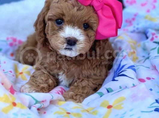 Tooy Poodle Yavrumuz 0 Teacup 