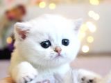 Show Kalite British Shorthair Silver Ns12