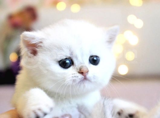 Show Kalite British Shorthair Silver Ns12 görsel