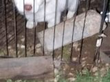 Acil terrier