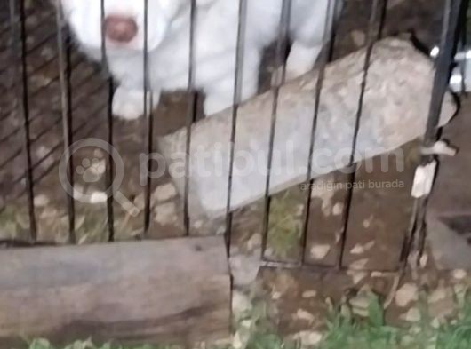 Acil Terrier