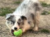 Ruhsatlı Eğitim Merkezinden Border Collie Yavrular
