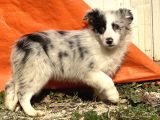 Ruhsatlı Eğitim Merkezinden Border Collie Yavrular