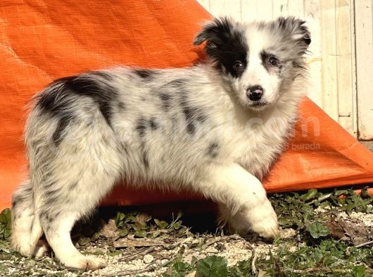 Ruhsatlı Eğitim Merkezinden Border Collie Yavrular görsel