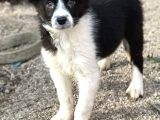 Ruhsatlı Eğitim Merkezinden Border Collie Yavrular