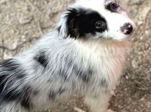 Ruhsatlı Eğitim Merkezinden Border Collie Yavrular görsel