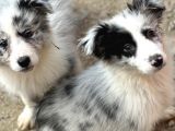 Ruhsatlı eğitim merkezinden border Collie yavrular