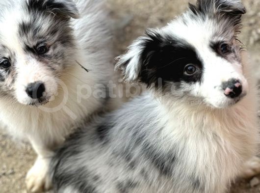 Ruhsatlı Eğitim Merkezinden Border Collie Yavrular