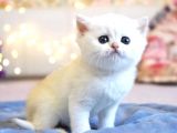 Show Kalite British Shorthair Silver Ns12