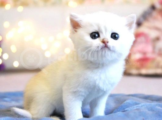 Show Kalite British Shorthair Silver Ns12 görsel