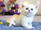 Show Kalite British Shorthair Silver Ns12