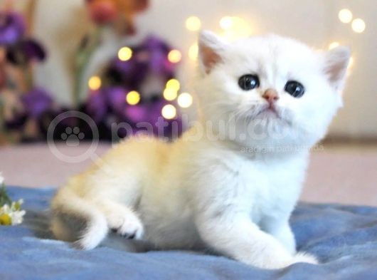 Show Kalite British Shorthair Silver Ns12 görsel