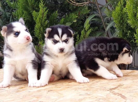 Si̇bi̇rya Kurdu Yavrular görsel