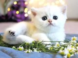 Show kalite british shorthair silver ns12