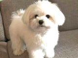 Maltesse Terrier Cinsi Güzel Yavrular 