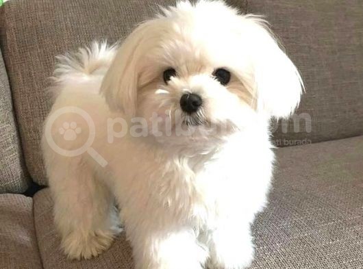 Maltesse Terrier Cinsi Güzel Yavrular 