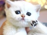Show Kalite British Shorthair Silver Ns12