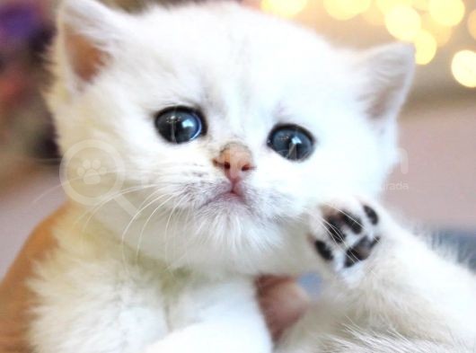 Show Kalite British Shorthair Silver Ns12 görsel