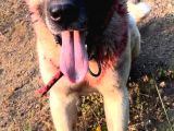Safkan Kangal Panter Soyu Kurtcu Kangal