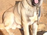 Safkan kangal panter soyu kurtcu kangal