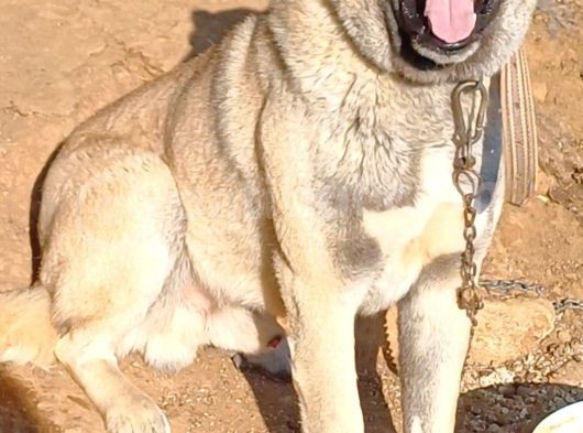 Safkan Kangal Panter Soyu Kurtcu Kangal