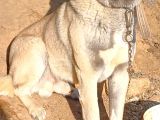 Safkan Kangal Panter Soyu Kurtcu Kangal