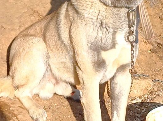 Safkan Kangal Panter Soyu Kurtcu Kangal görsel