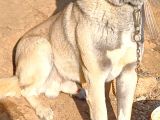 Safkan Kangal Panter Soyu Kurtcu Kangal