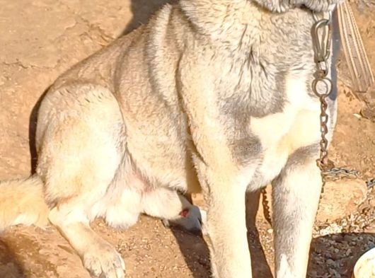 Safkan Kangal Panter Soyu Kurtcu Kangal görsel
