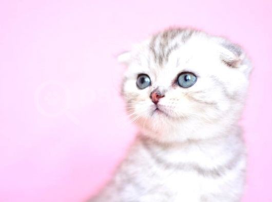 Asil Soydan Silver Scottishfold görsel