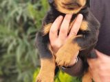 Mukemmel Rottweiler Yavrularımız