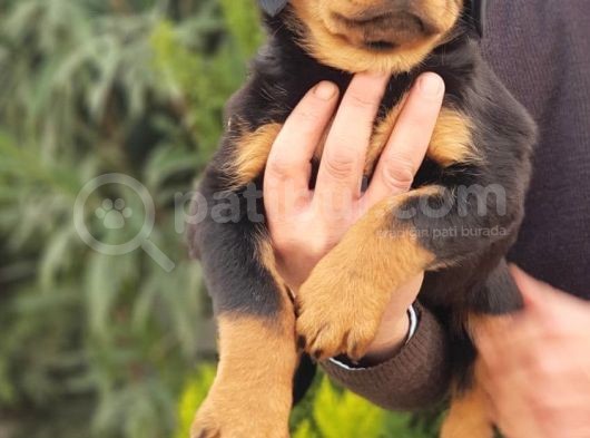 Mukemmel Rottweiler Yavrularımız görsel