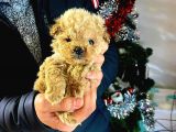 TOOY POODLE YAVRUMUZ 0 TEACUP 