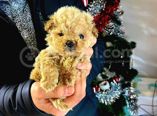 Tooy Poodle Yavrumuz 0 Teacup 