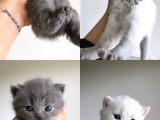 Scottish fold ve British shorthair Yavruları