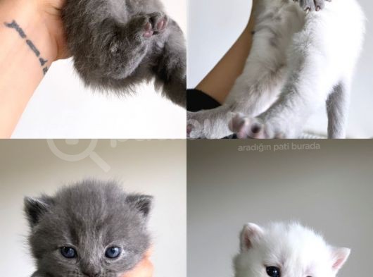 Scottish Fold Ve British Shorthair Yavruları
