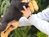 Mukemmel Rottweiler Yavrularımız