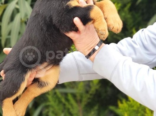 Mukemmel Rottweiler Yavrularımız görsel