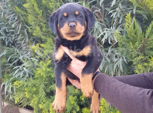 Mukemmel Rottweiler Yavrularımız görsel