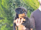 mukemmel rottweiler yavrularımız