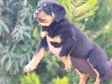 Mukemmel Rottweiler Yavrularımız