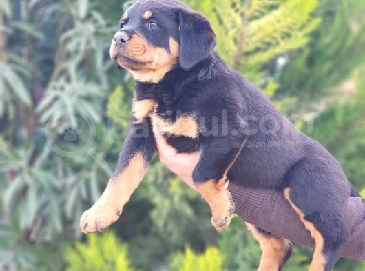 Mukemmel Rottweiler Yavrularımız görsel