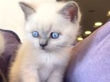 Bluepoınt British Shorthair Yavrular