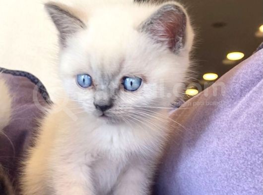 Bluepoınt British Shorthair Yavrular görsel