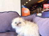 Bluepoınt British Shorthair Yavrular