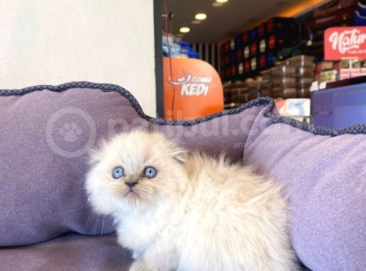 Bluepoınt British Shorthair Yavrular görsel